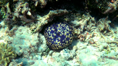 Cushion sea star – Stella cuscino – Culcita schmideliana – www.intotheblue.it – www.intotheblue.link-2024-01-05-17h12m40s129