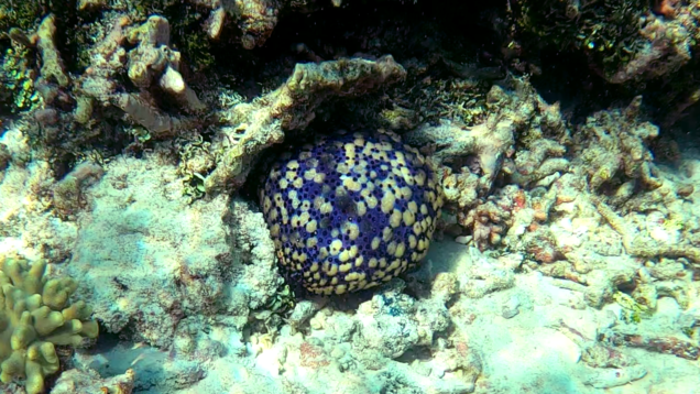 Cushion sea star – Stella cuscino – Culcita schmideliana – www.intotheblue.it – www.intotheblue.link-2024-01-05-17h12m40s129