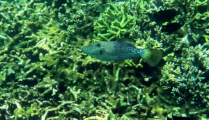 Scribbled Filefish