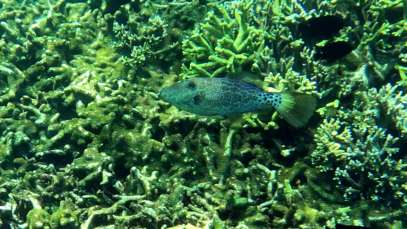 Scribbled Filefish – Pesce Lima – Aluterus scriptus – www.intotheblue.it-2024-01-18-17h15m00s175