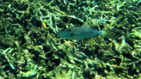 Scribbled filefish - Aluterus scriptus