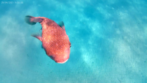 Long-spine Porcupinefish