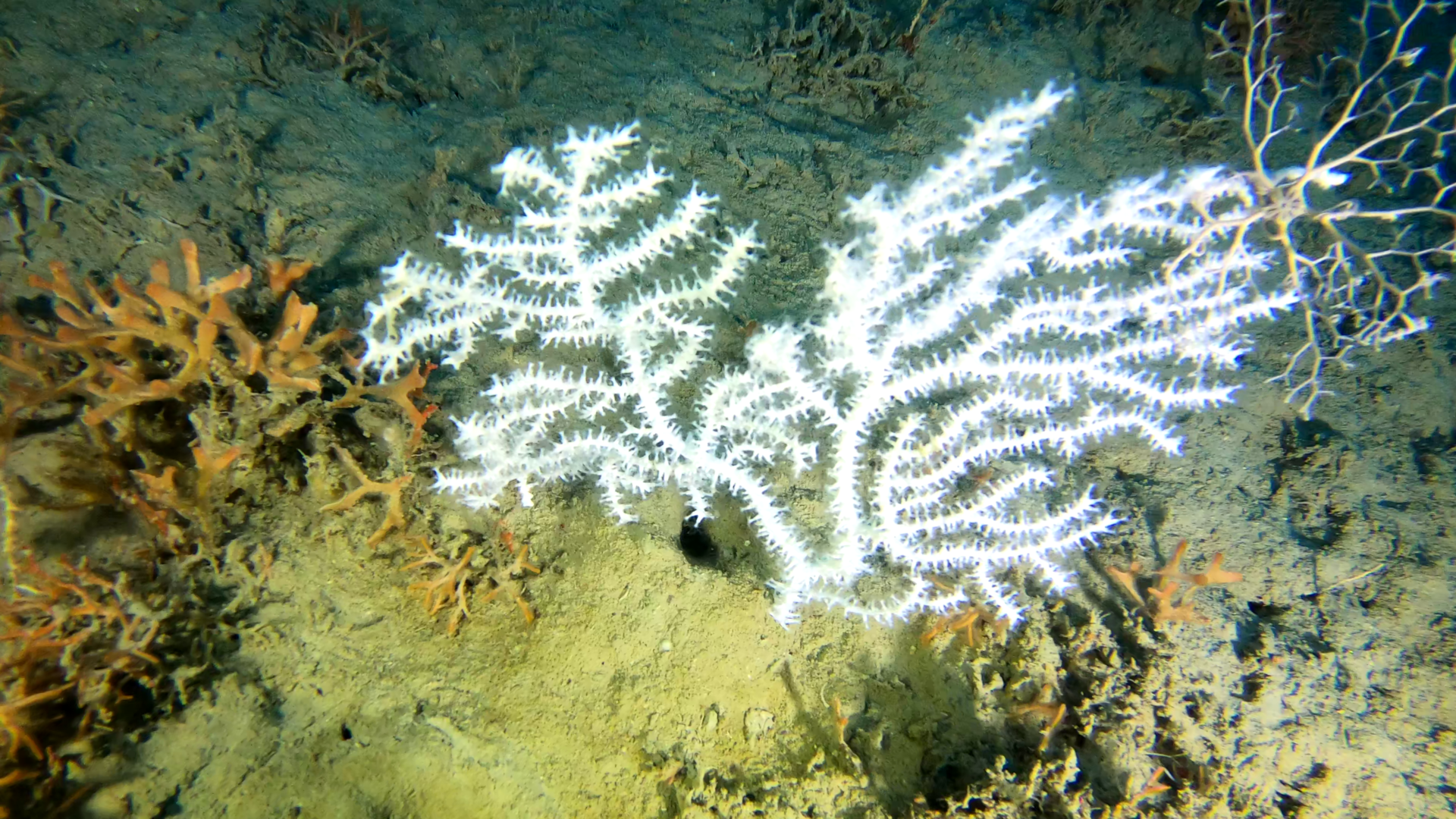 White Gorgonian - Gorgonia bianca - Gorgonia verrucosa - Eunicella verrucosa - www.intotheblue.it