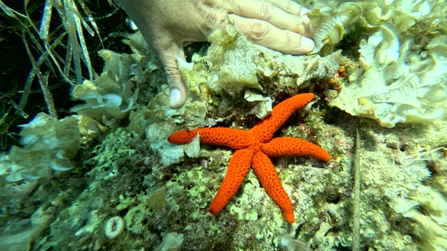 Mediterranean Red Starfish Echinaster sepositus Stella marina rossa-2025-01-03-14h27m38s775